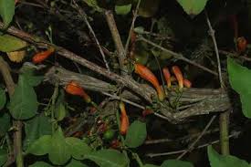 Image result for Halleria elliptica