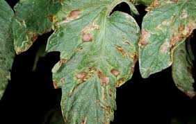Image result for tomato seedling early blight