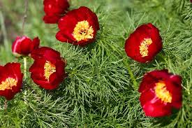 как приготовить настойку из цветков пиона в домашних условиях Pion Uzkolistnyj Lat Paeonia Tenuifolia