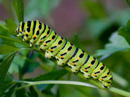 Maybe you would like to learn more about one of these? Swallowtail
