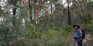 Waratah Wonderland