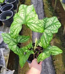 Image result for Cercestis