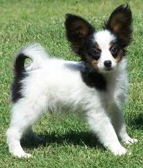 Baby Black And White Papillon Papillon Papillon Puppy Pictures The Papillon May Be A Lively Friendly And Papillon Puppy Papillon Dog Puppy Papillon Puppies For Sale