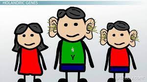 The word 'holandric' is made up of 9 letters. Holandric Genes Traits Inheritance Biology Class 2021 Video Study Com