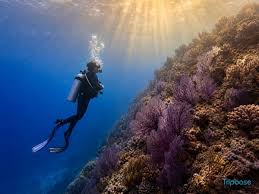 Great Barrier Reef / Cairns vs Maldives (2026) - Which Is Better for Your Trip? | Tripbase