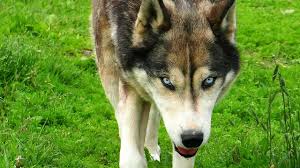 You have to look at the breeder ans see why their puppies cost so much. Get Wild With The Outstanding Husky Wolf Dog Mix Animalso