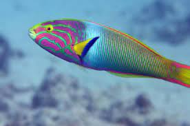 The Fish Directory Saltwater Fish Tanks Marine Fish Beautiful Sea Creatures