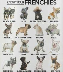 Albinism is caused by a recessive trait price tags in this range are almost never justified (exceptions being special breeding programs for guide dogs, protection work, etc. Pupperina Doggolove Doggolife Goodboi Dogvideooftheday Thecanineway Adventuredognation Goodtimesoutside Bulldog Puppies French Bulldog Puppies Bulldog