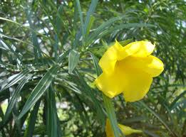 Image result for Cascabela