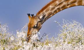 Find the best namibia safari tours with tourradar. Safari Urlaub In Kleinen Gruppen Namibia Erleben Safarifrank