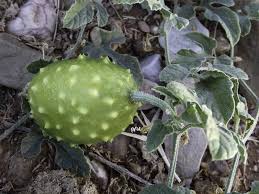 Image result for Cucumis ficifolius