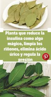 Descubra cuales son las mejores hierbas para la diabetes. Plantas Que Curan Y Sanan La Diabetes 4 Poderosas Plantas Que Te Ayudan A Controlar La Diabetes Las Mejores Plantas Para La Diabetes The Best Drop Fade Hairstyles