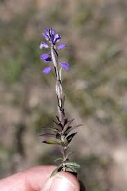 Image result for Polygala ohlendorfiana