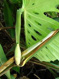 Check spelling or type a new query. Monstera Ceriman Monstera Deliciosa