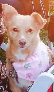 Dana Point Marriott Resort Dog Friendly Barks and Bubbles Happy Hour  Thursday April 24 2025. Free Event. Register Online. Info at:  https://southocbeaches.com/2025/04/24/dana-point-marriott-resort-dog-friendly-happy-hour-thursday-april-24-2025/ 