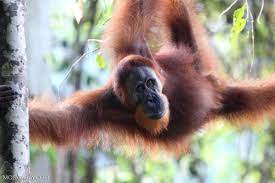 Tropical rainforests, because of their location near the equator, cover only a small area on our planet. Animals Of The Rainforest Canopy