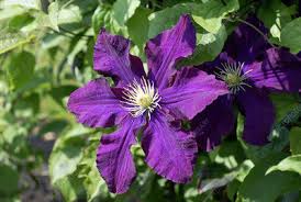 We did not find results for: Clematis Warszawska Nike Stock Image B804 4502 Science Photo Library