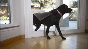 A pet door has many wonderful details. Anlin In Glass Pet Door Anlin Windows Doors Youtube