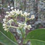 Image result for Gaertnera