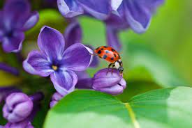 A Close Up Of A Ladybug Crawling Up A Lilac Flower Lilac Flowers Flowers Nature