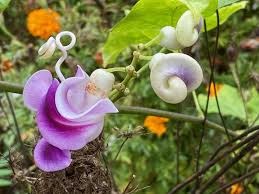 Image result for Cochliasanthus caracalla