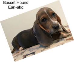 Walton county, monroe, ga id: Basset Hound Hounds For Sale In Georgia Agriseek Com