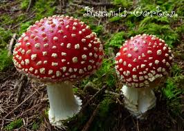 Fliegenpilze Im Wald Pilze Pflanzen Fliegenpilz
