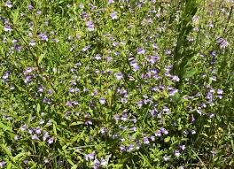 Image result for Clinopodium