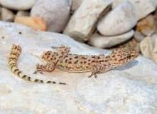 Image result