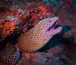 86,250), 864 sq mi (2,237 sq km), and former county, ne scotland.under the local government act of 1973, the county of moray (or morayshire) was divided between the former highland and grampian regions in 1975. Honeycomb Moray Eel Tofo Beach Mozambique My Mola