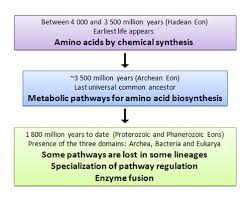 Amino Acids Evolution Learn Science At Scitable