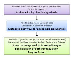Amino Acids Evolution Learn Science At Scitable
