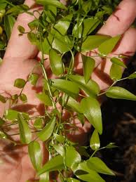 Image result for Asparagus asparagoides