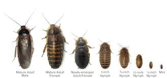 Dubia Roach Size Chart Dubia Roaches Roaches Roach Bug