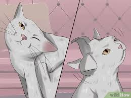 Ear infections and ear mites, which both induce excessive scratching of the area, are the most if the bleeding should become excessive or if the cut should become infected, bring the cat to the cats that have repeated ear infections will sometimes develop polyps in the ear canal that will need to be. How To Get Rid Of Ear Mites In A Cat 15 Steps With Pictures