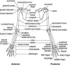 Upper Limb Upper Limb Anatomy Anatomy Bones Human Anatomy And Physiology