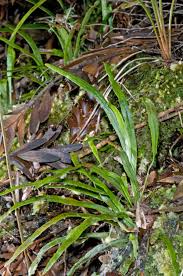 Image result for Grammitis