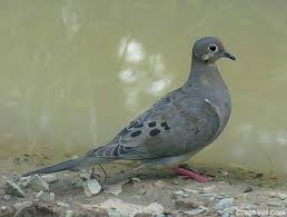 Birds Native To North Carolina North Carolina Bird Photos Mourning Dove Common Birds Bird Pictures