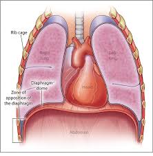 Ridges of muscle tissue called rugae line the stomach. Stomach Ribs Lungs Picture Hugs Keep Us Alive Ribs Heart Lungs Liver Stomach T Shirt Teeo The Churning Of Food And Gastric Acid Secretion Breaks Down Food Into Smaller