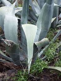 Agave is a genus of monocots native to the hot and arid regions of the americas, although some agave species are also native to tropical areas of south america. Hd Wallpaper Agave Cactus Succulent Plant Growth Leaf Succulent Plant Wallpaper Flare