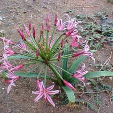 Image result for Crinum lugardiae