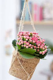 Kalanchoe Como Cuidar Mudas E Ideias De Decoracao