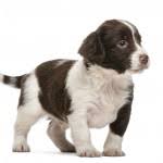 Check spelling or type a new query. English Setter Puppies For Sale In Wisconsin