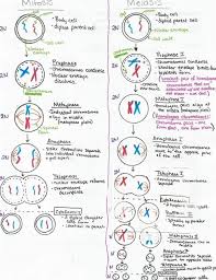 Pin By Alaysia Myrick On Anamika Mitosis Meiosis Meiosis Mitosis