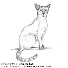 How to draw a cat face. Siamese Cat Pencil Drawing How To Sketch Siamese Cat Using Pencils Drawingtutorials101 Com