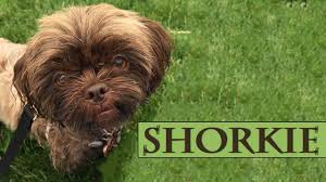 Shorkie Facts On Shih Tzu And Yorkshire Terrier Mix Petmoo