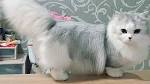 Meet the Fluffy Cat Breeds | Petfinder