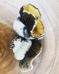 How long do mushrooms stay in your system? How Long Does It Take For Shrooms To Kick In Doubleblind Mag