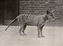 14 Facts About Animals That Have Gone Extinct In The Last 100 Years Tasmanian Tiger Extinct Animals Thylacine