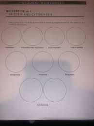 Solved Make A Drawing For Each Of The Phases Of Mitosis Chegg Com